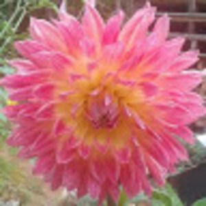 Meet your Posher, Phyllis